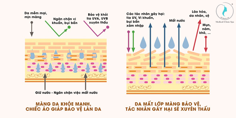 Lớp màng Hydrolipid giúp bạn duy trì làn da căng mướt, khỏe mạnh