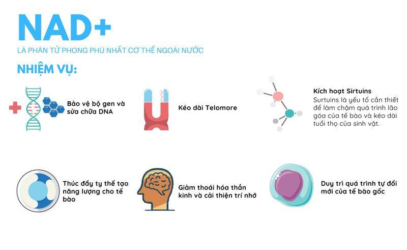 NMN có tác dụng gì với cơ thể