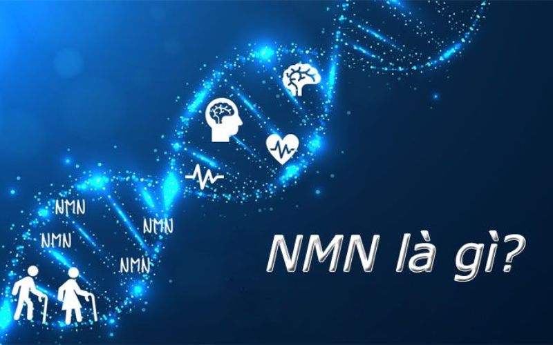 NMN LÀ GÌ