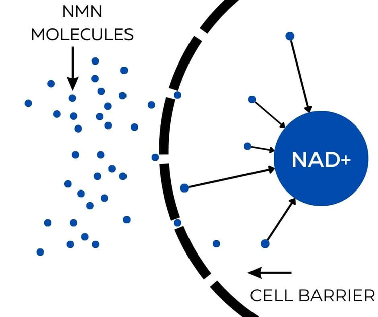 NMN có công dụng như thế nào